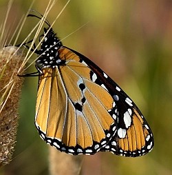 Butterflies seen on Teresa's recent Canaries trip